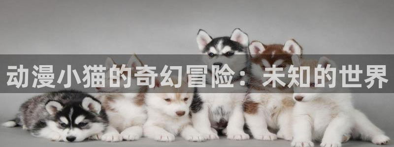 58动漫看：动漫小猫的奇幻冒险：未知的世界