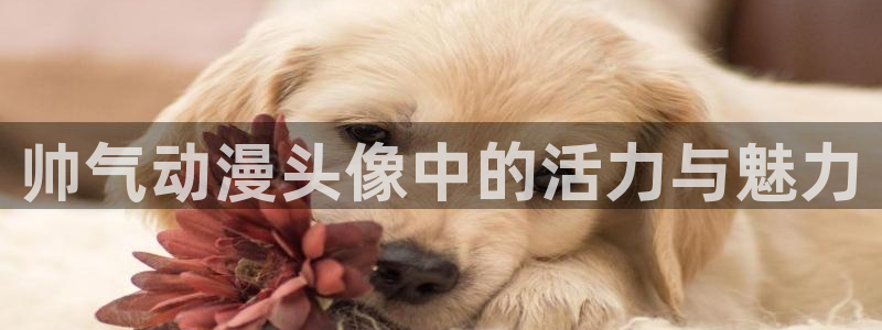 58动漫网 免费：帅气动漫头像中的活力与魅力